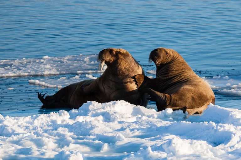 arctic spitsbergen walrus on pack ice istk