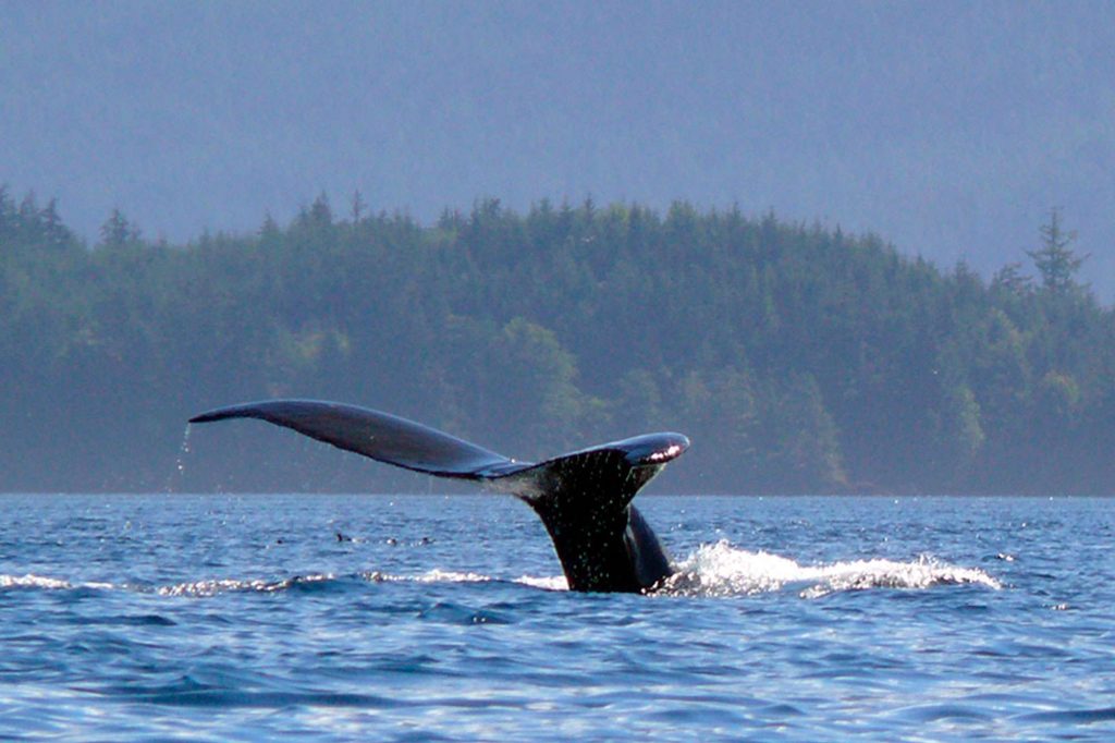 Humpback whale, British Columbia