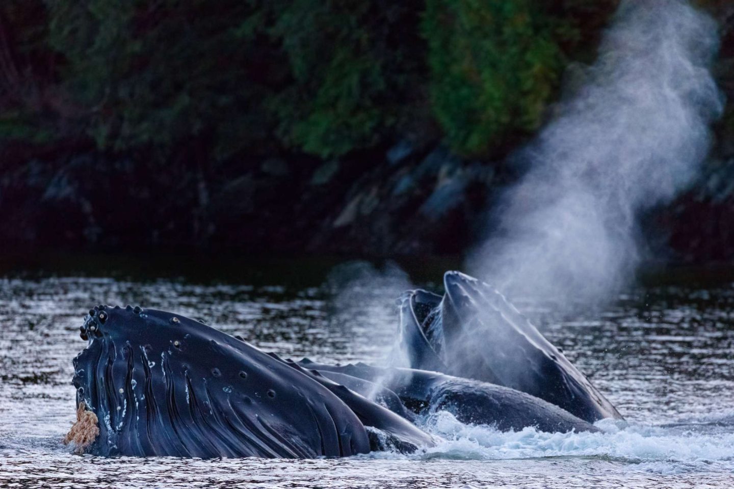 canada british columbia humpback whales feeding off vancouver island.istk