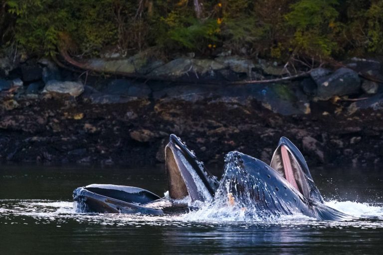 canada british columbia humpbacks feeding baleen off vancouver island istk
