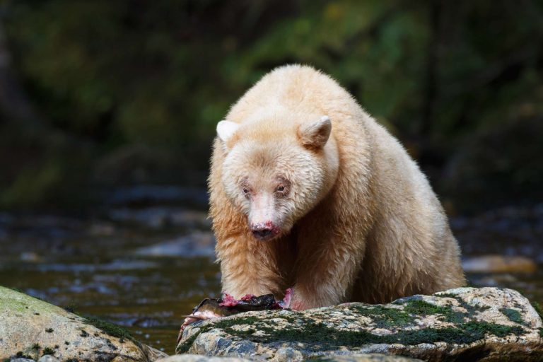 canada british columbia kermode spirit bear eating salmon istk