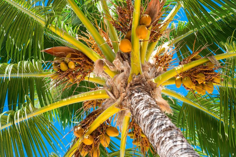 french polynesia coconuts underneath a palm tree istk