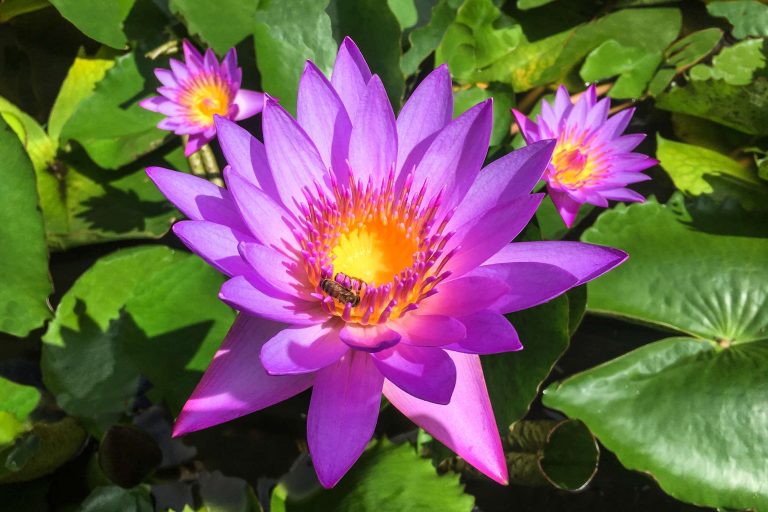 french polynesia raiatea purple lotus flower istk