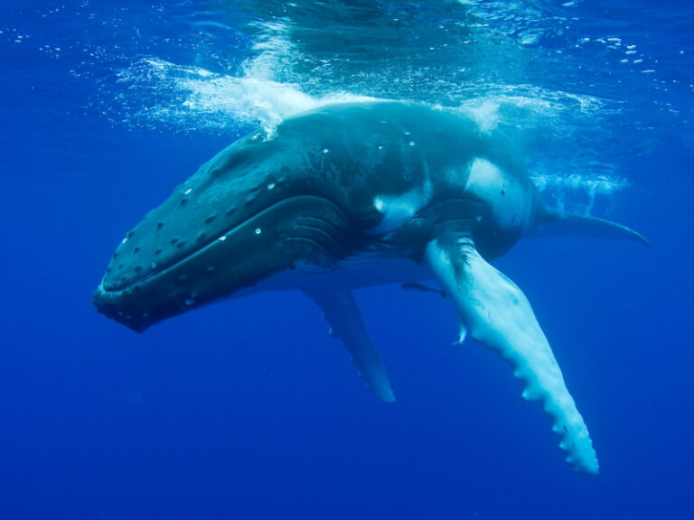 humpback whale underwater blog