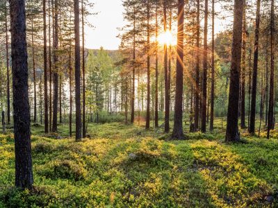 swedish lapland loggers lodge pine tree forest walk