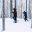 swedish lapland loggers lodge snowshoe walk