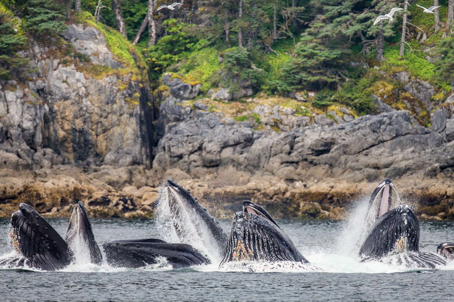 alaska humpback whales feeding off coast istk