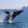 Humpback whale breaching, Kenai Fjords