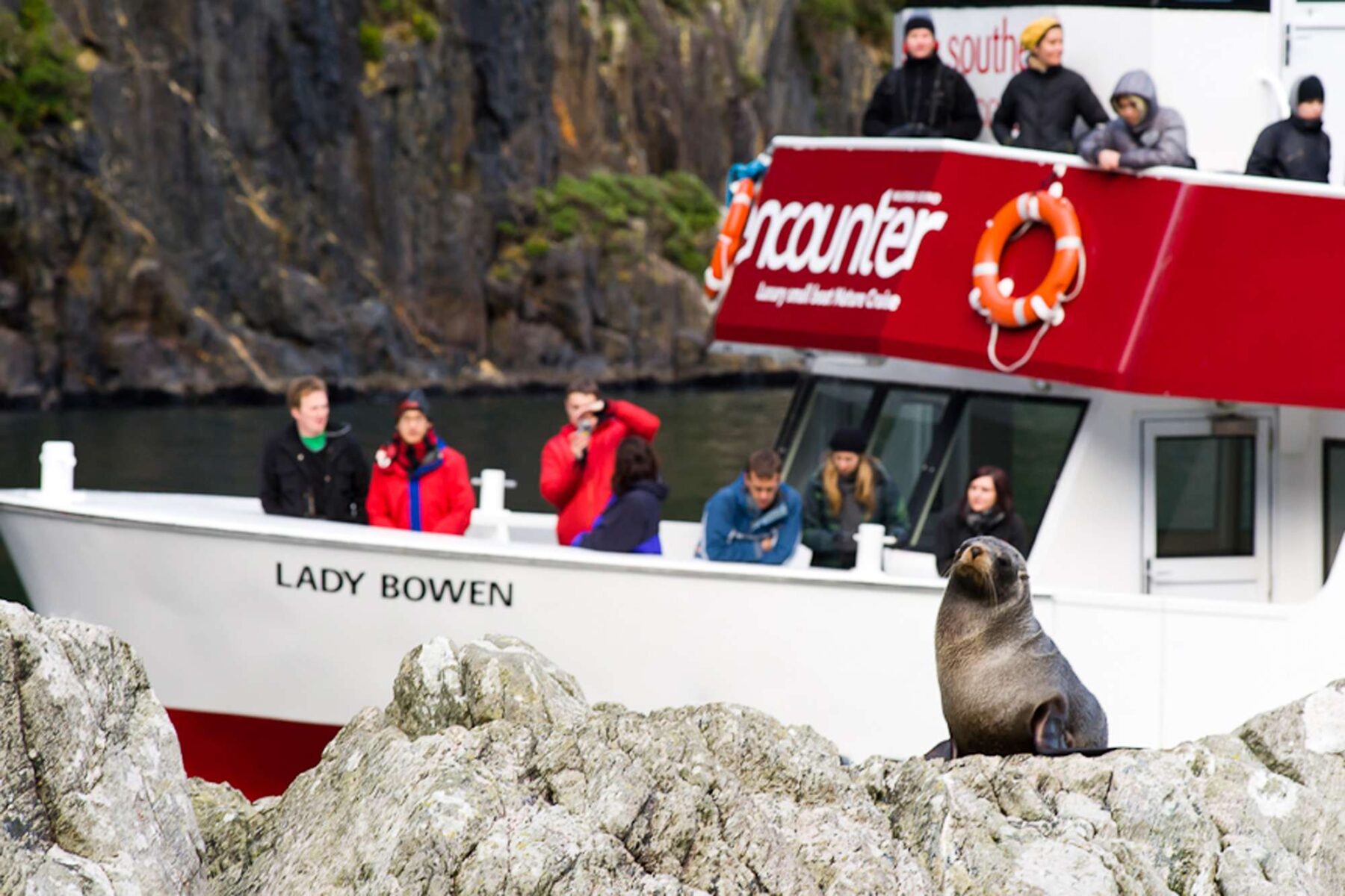 milford sound encounter nature cruise seal watching sthndisc