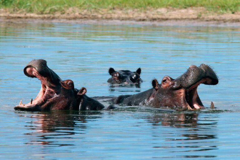 zambia three hippos in river istk