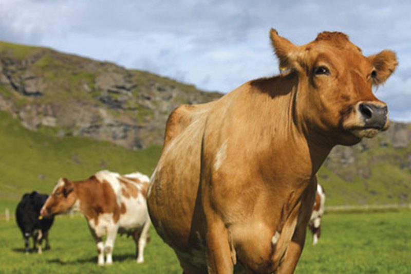 edu cow sustainability