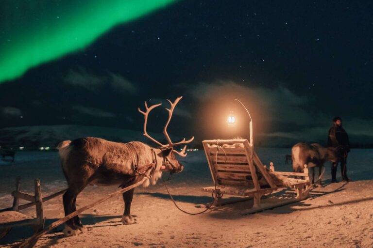 norway tromso reindeer safari aurora sky trmsaf