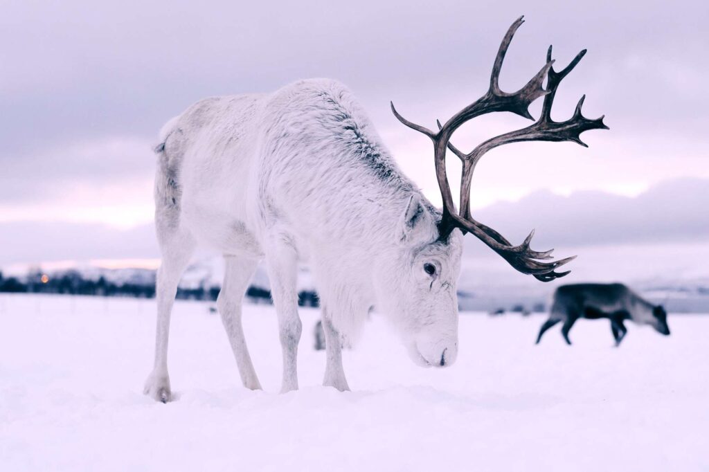 norway tromso white reindeer trmsaf
