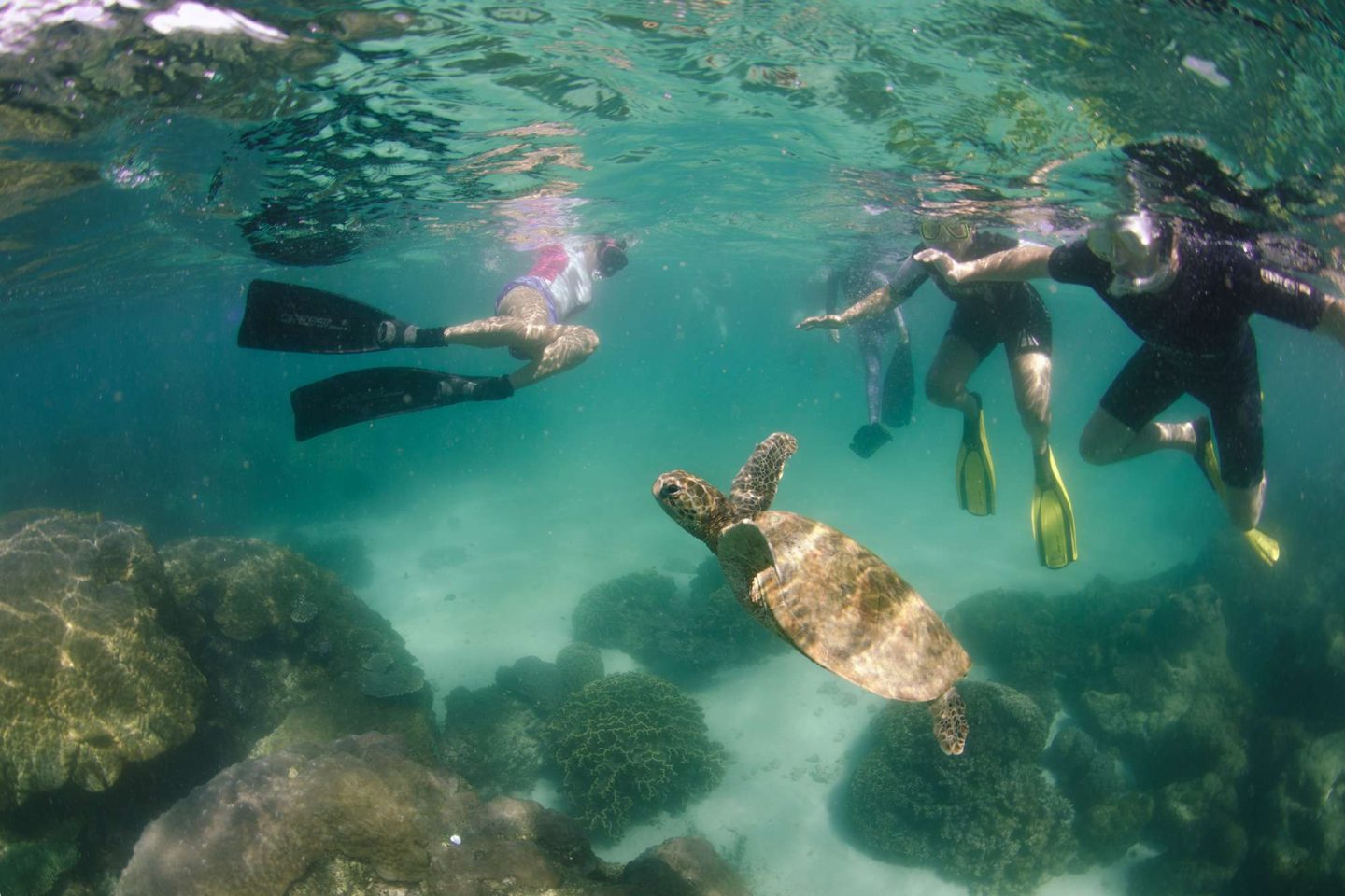 western australia ningaloo snorkelling with turtle ll