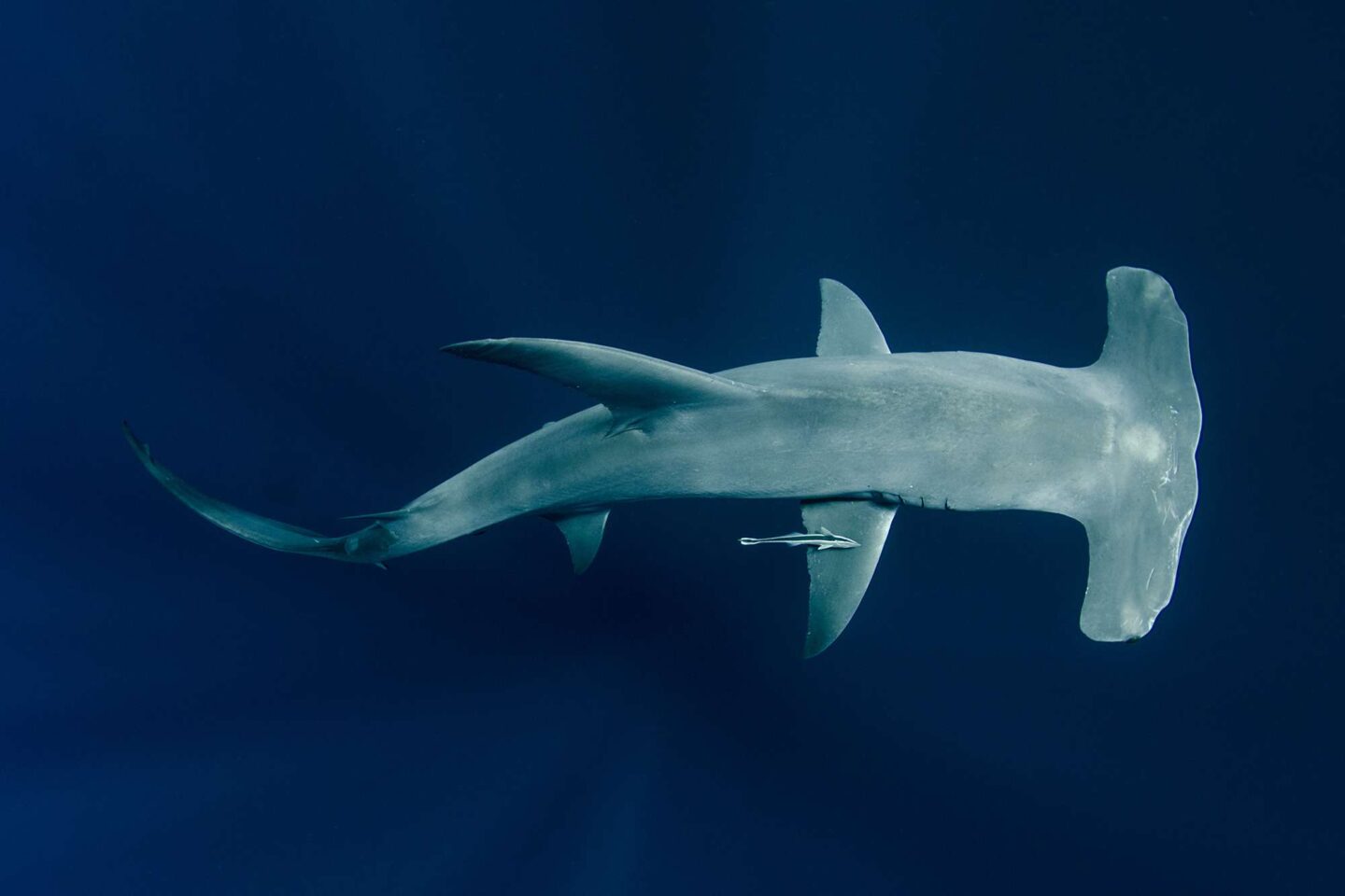 western australia ninglaoo scalloped hammerhead shark ll