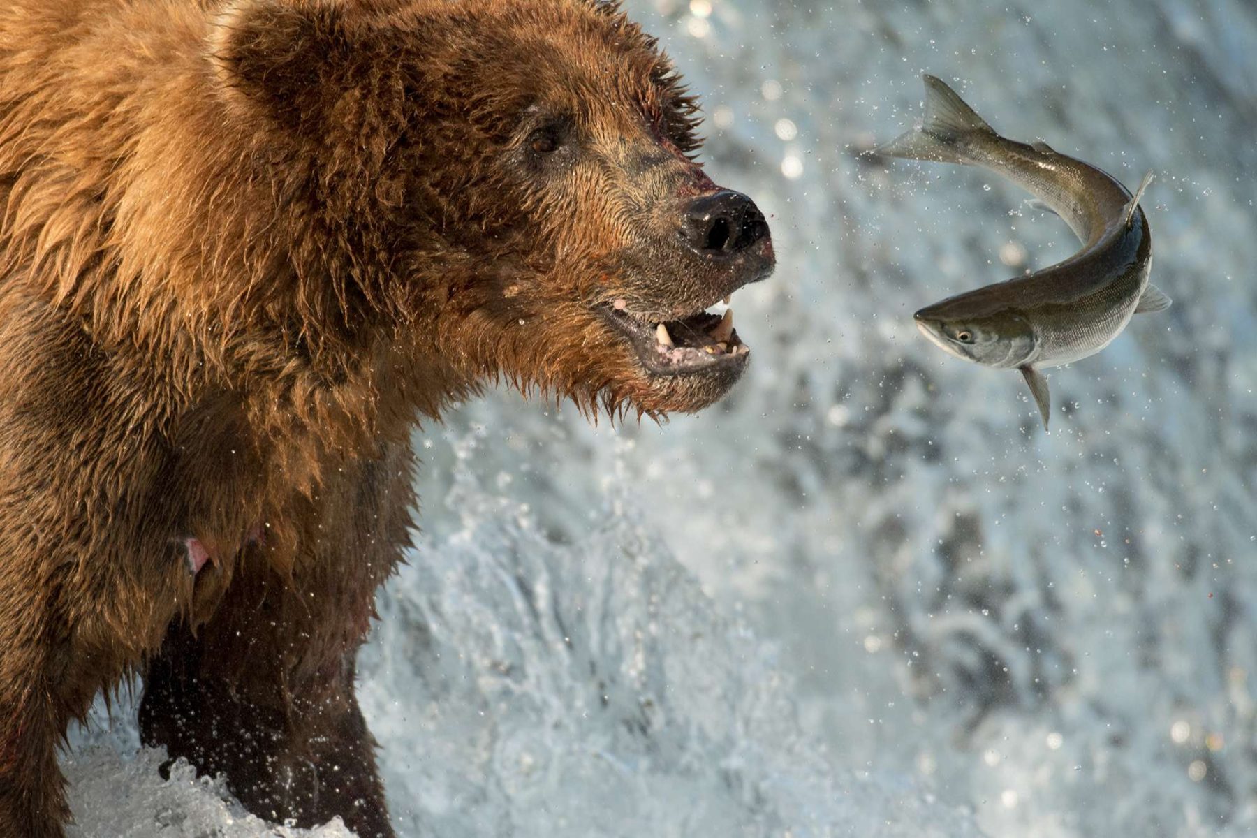 alaska katmai grizzly bear catching salmon detail istk