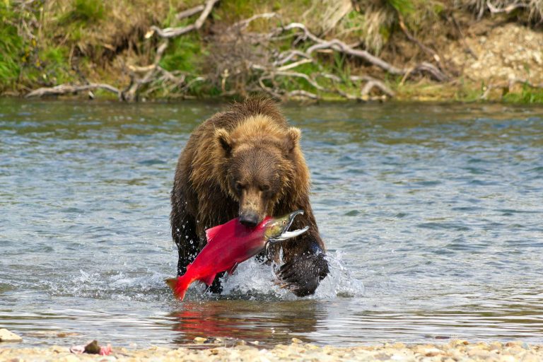 Grizzly bear with salmon, Brooks Falls
