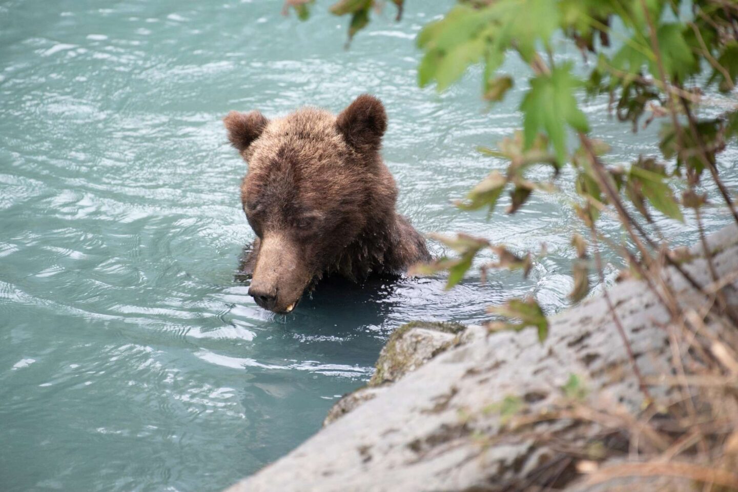 british columbia grizzly bear in river istl TomStrudley