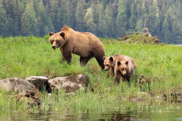 Mother grizzly bear and cubs