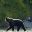 canada bear viewing by boat tweedsmuir provincial park tpl 1