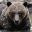 canada grizzly bear close up tweedsmuir british columbia tpl