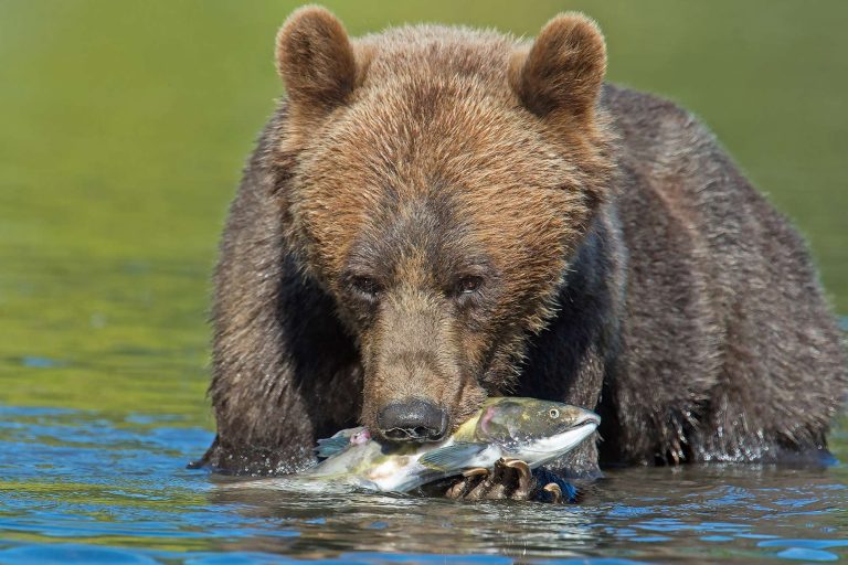 canada grizzly bear eating salmon tweedsmuir provincial park tpl