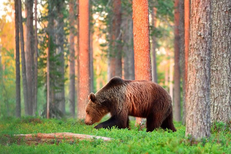 east finland brown bear in forest istk