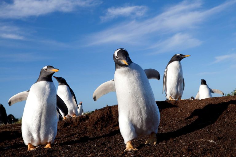 falkland islands gentoo penguins on the run istk