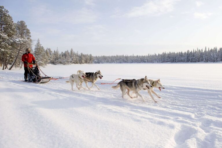 finnish lapland husky sledding vf
