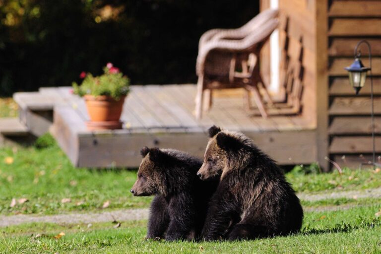 grizzly bear cubs at tweedsmuir park lodge canada tpl