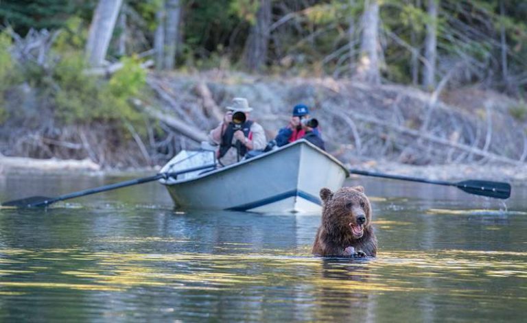 grizzly bear watching by river boat tweedsmuir british columbia