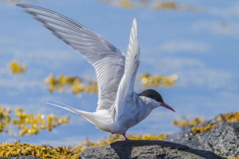 iceland birdlife arctic tern spreading wings rth