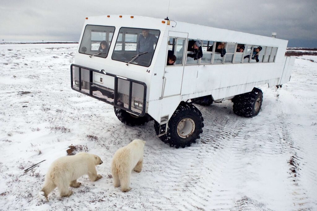 manitoba churchill watching polar bears from tundra buggy adstk