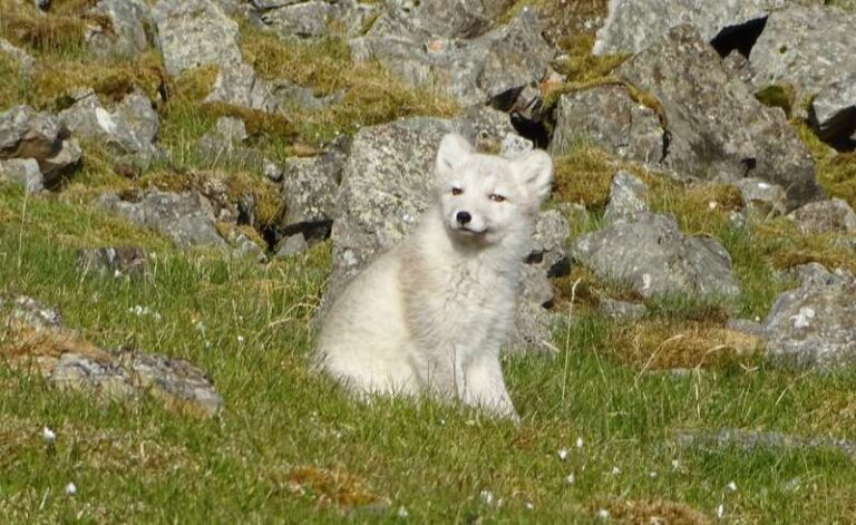 arctic fox in spitsbergen summer cp