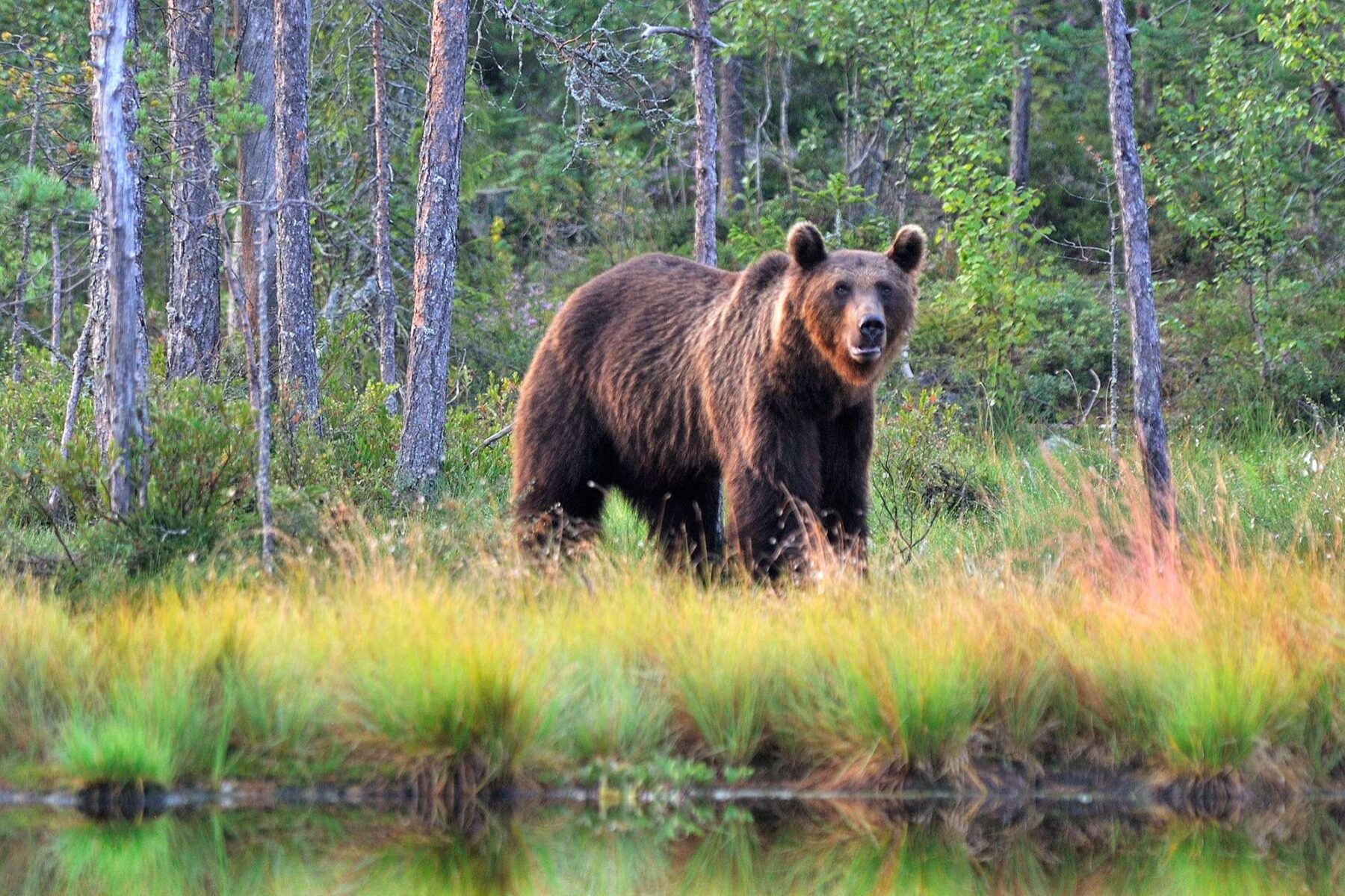 finland brown bear by water as