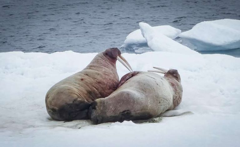 walrus hauled out on ice in spitsbergen cp