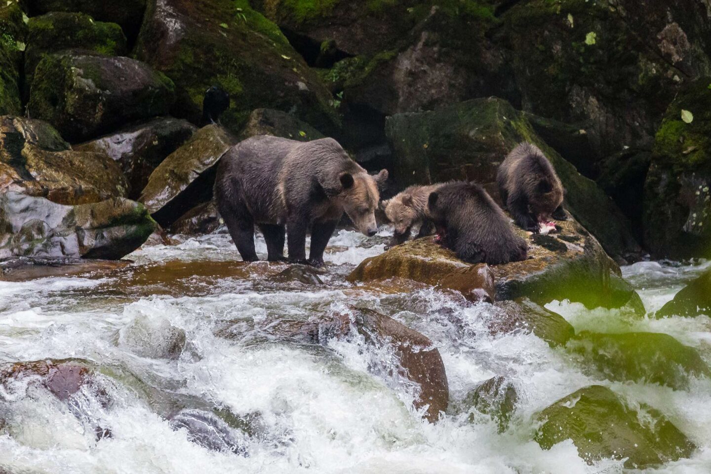british columbia great bear rainforest grizzlies salmon fishing crs