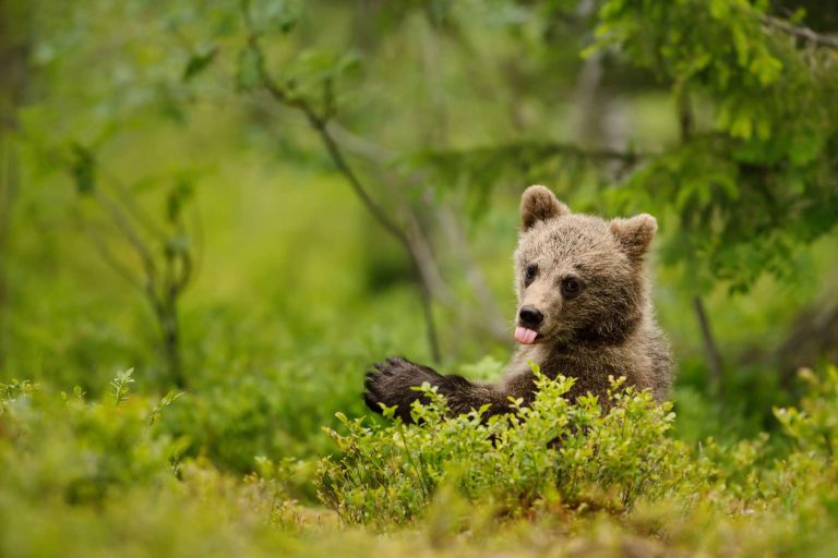 eastern finland brown bear cub tongue out istk