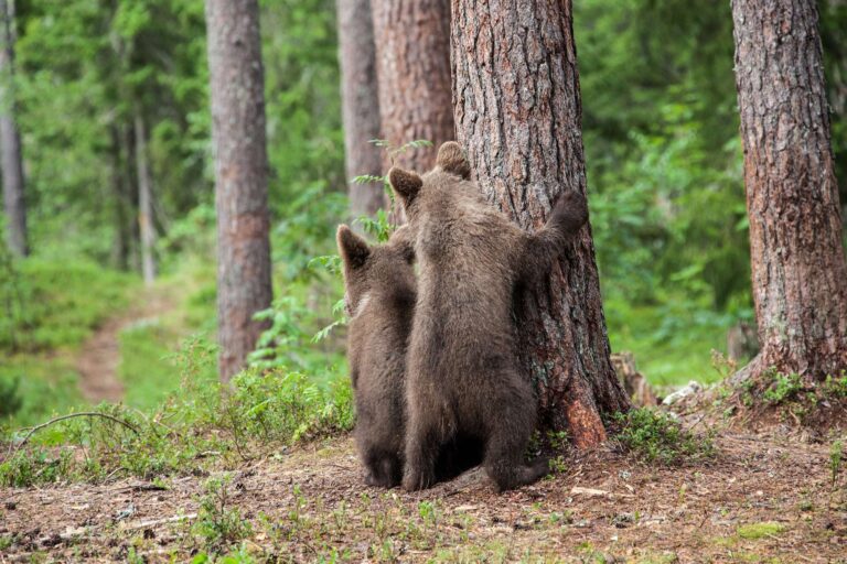 eastern finland brown bear cubs behind tree istk