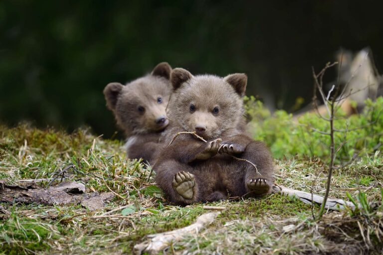 eastern finland brown bear cubs istk