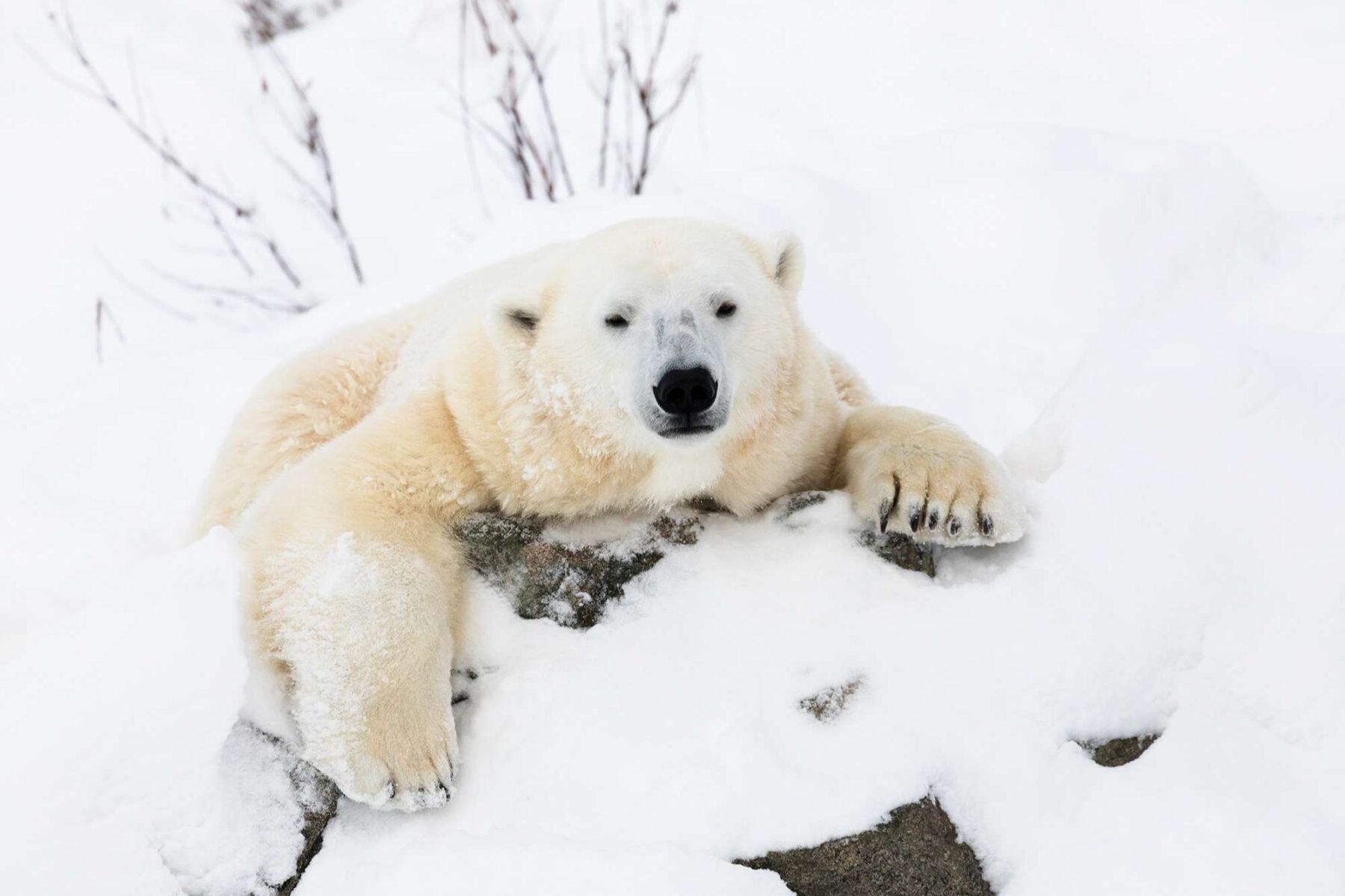 finnish lapland ranua wildlife park polar bear hello