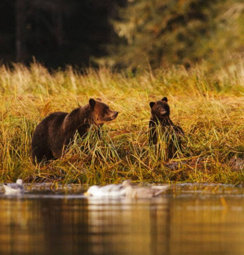 Bears by a river