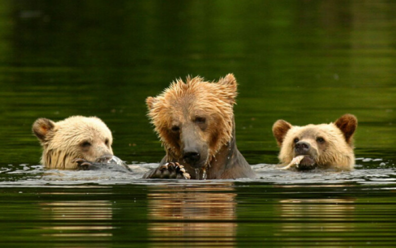 Grizzly bears swimming