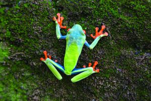 edu costa rica tree frog blue green orange
