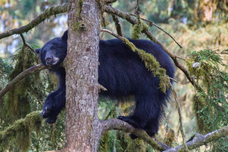 alaska black bear in tree tongass nat forest istk