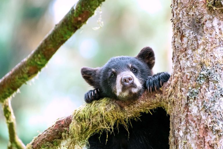 alaska tongass nat forest black bear cub face istk