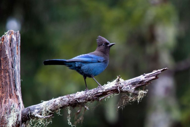 Stellers jay, Tongass National Forest