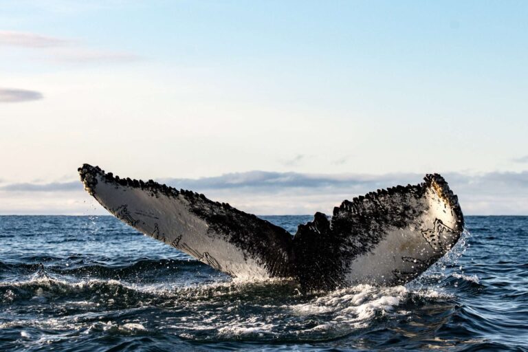 deplar farm whale watching eyjafjordur humpback whale tail fin