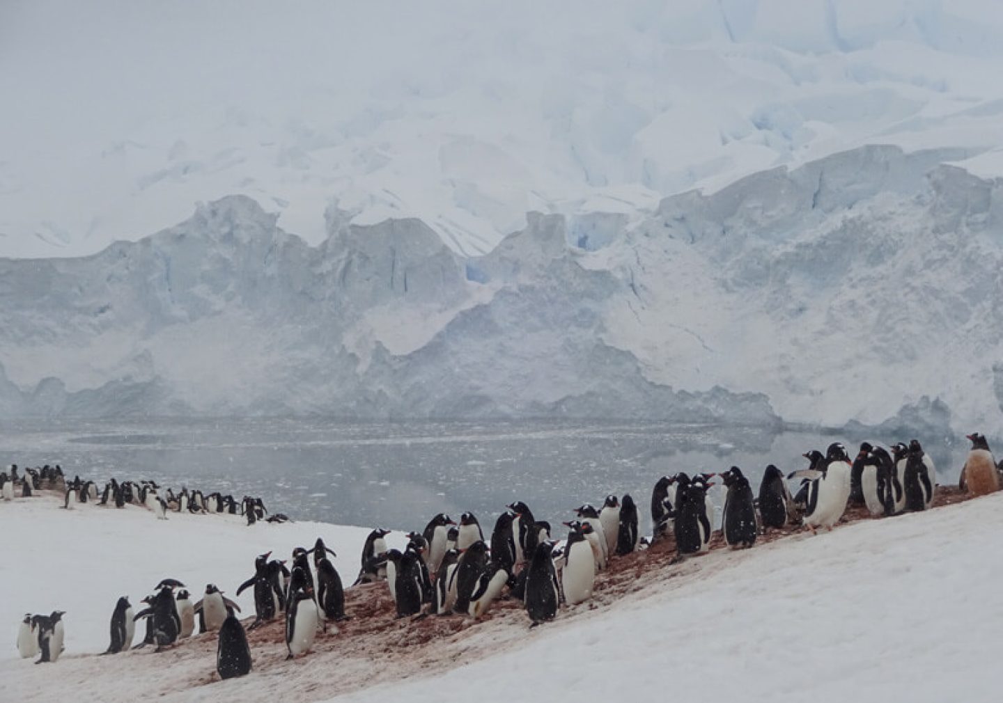 gentoo penguin colony in antarctica cp
