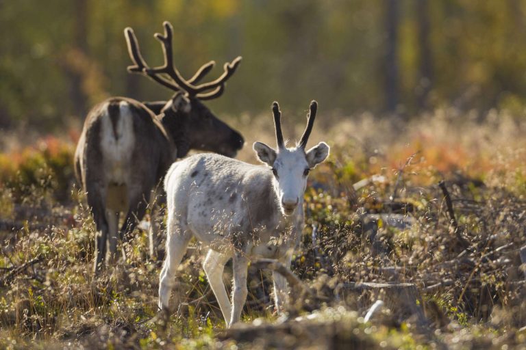 swedish lapland reindeer grazing in autumn istk